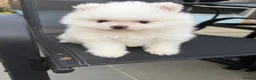 Pomeranian dogs for sale: KC Pomeranian white girl puppy for sale  - Advert 5