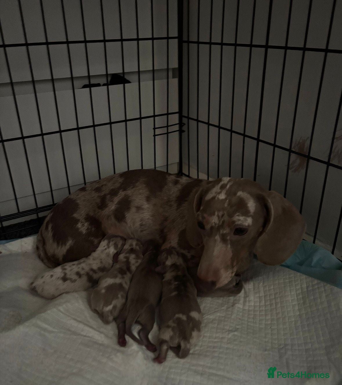 Dachshund dogs Gorgeous Litter - Isabella Dapple / Isabella Tan - Advert 15