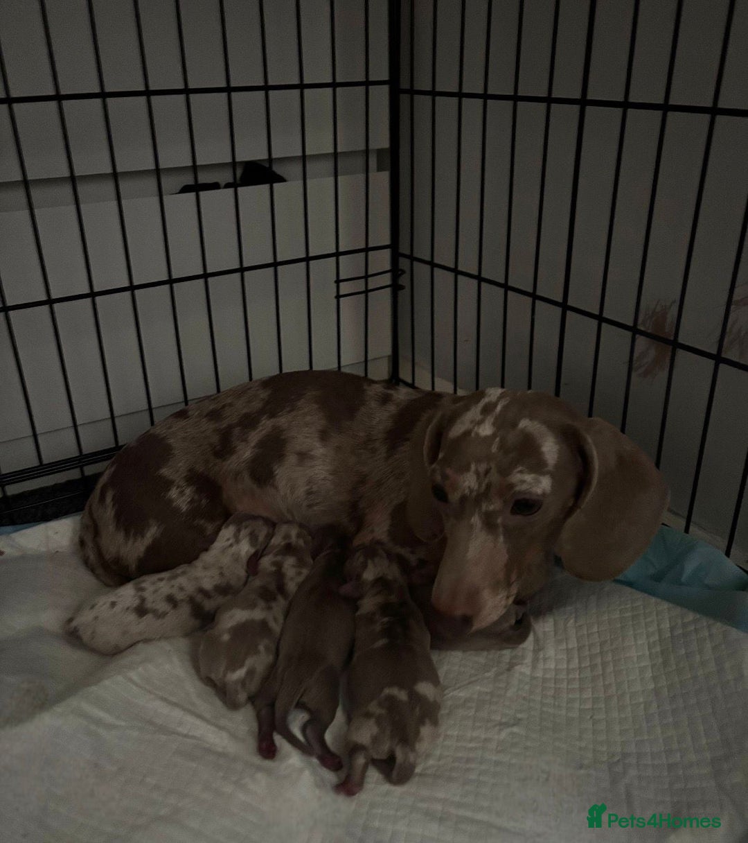 Dachshund dogs for sale: Gorgeous Litter - Isabella Dapple / Isabella Tan - Advert 1