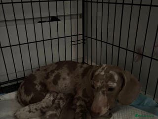 Dachshund dogs Gorgeous Litter - Isabella Dapple / Isabella Tan - Advert 17