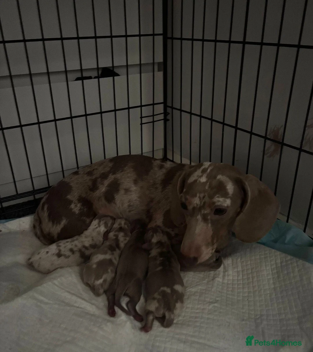 Dachshund dogs for sale: Gorgeous Litter - Isabella Dapple / Isabella Tan - Advert 2