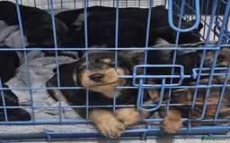 Mixed Breed dogs for sale: Labradoodle x dachshund  - Image 2