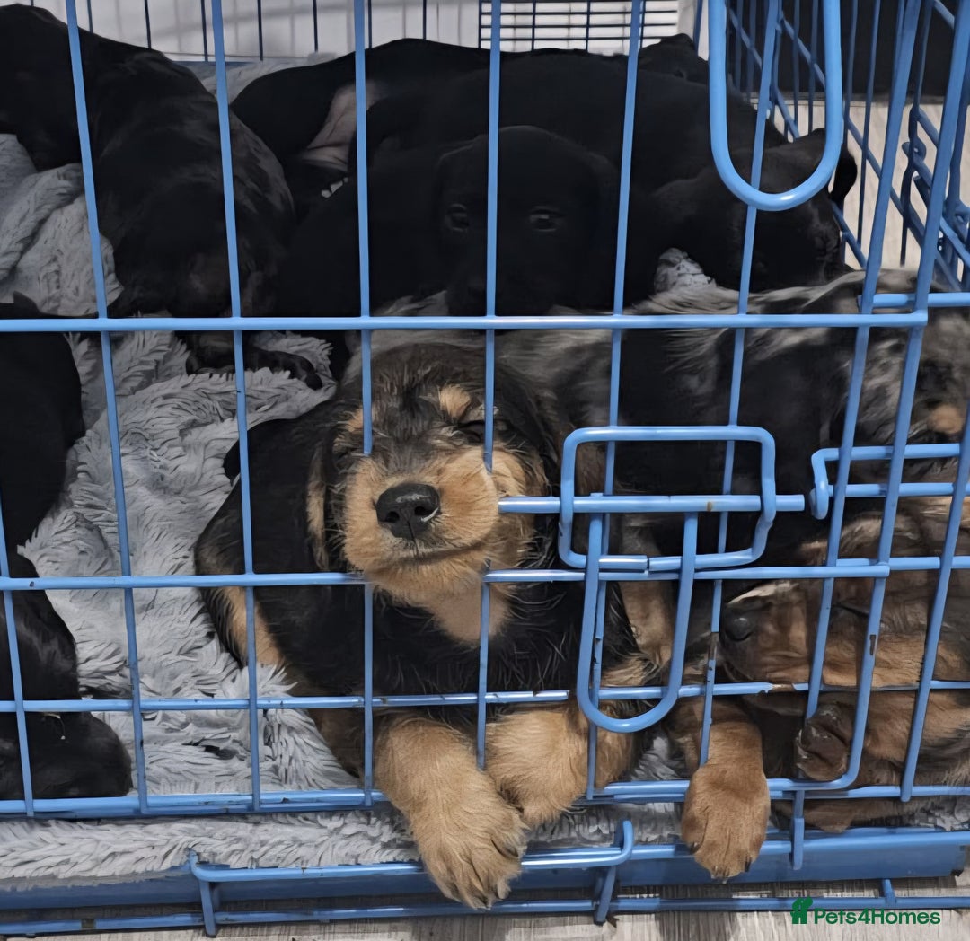 Mixed Breed dogs for sale: Labradoodle x dachshund  - Image 2