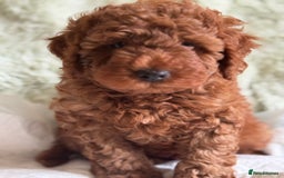 Cockapoo dogs for sale: Gorgeous Cockerpoo F1b - Image 28