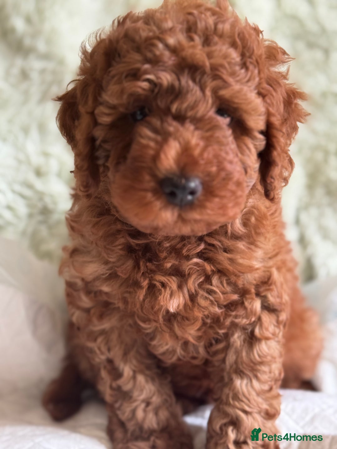 Cockapoo dogs for sale: Gorgeous Cockerpoo F1b - Image 28