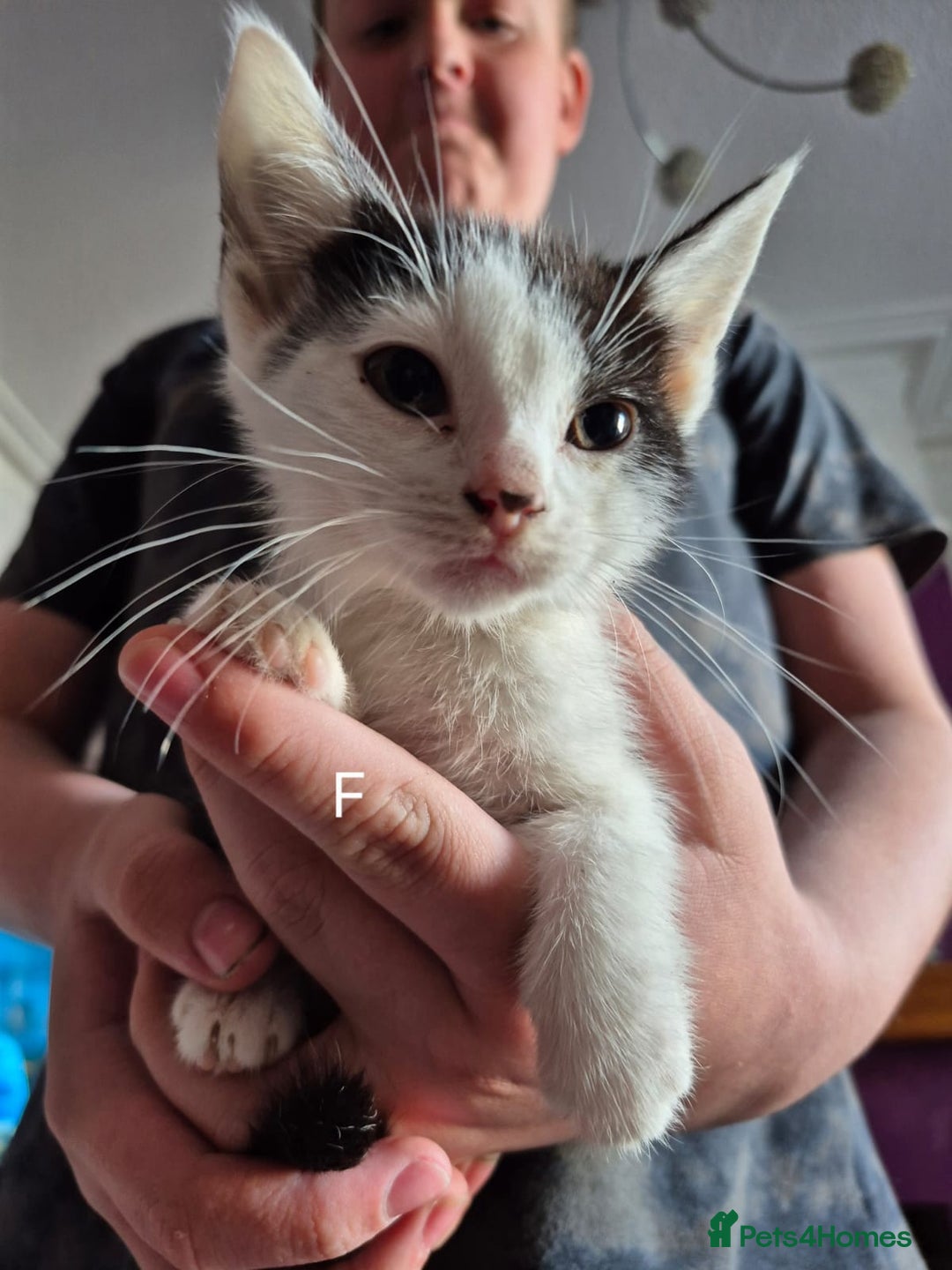 European cats for sale: Kittens for sale  - Image 4