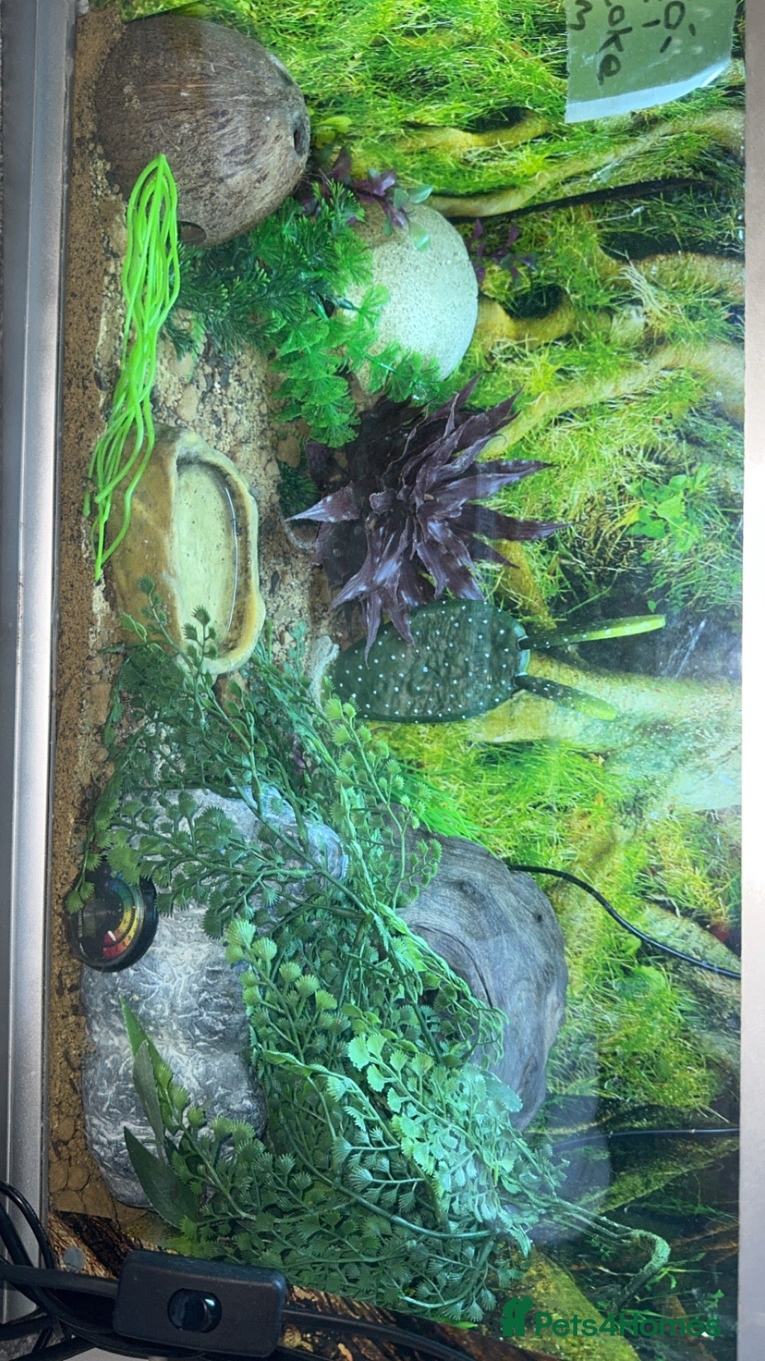 Leopard Gecko reptiles 2 leopard geckos both female  - Advert 1