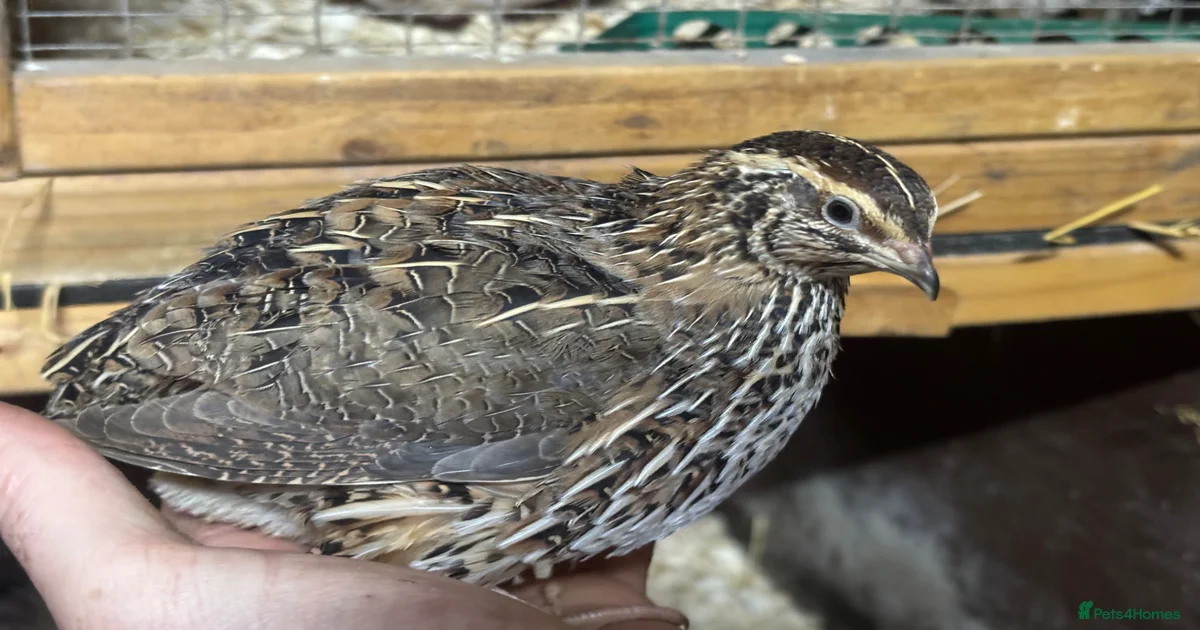 Quail - Point of lay for sale in South Molton | Pets4Homes