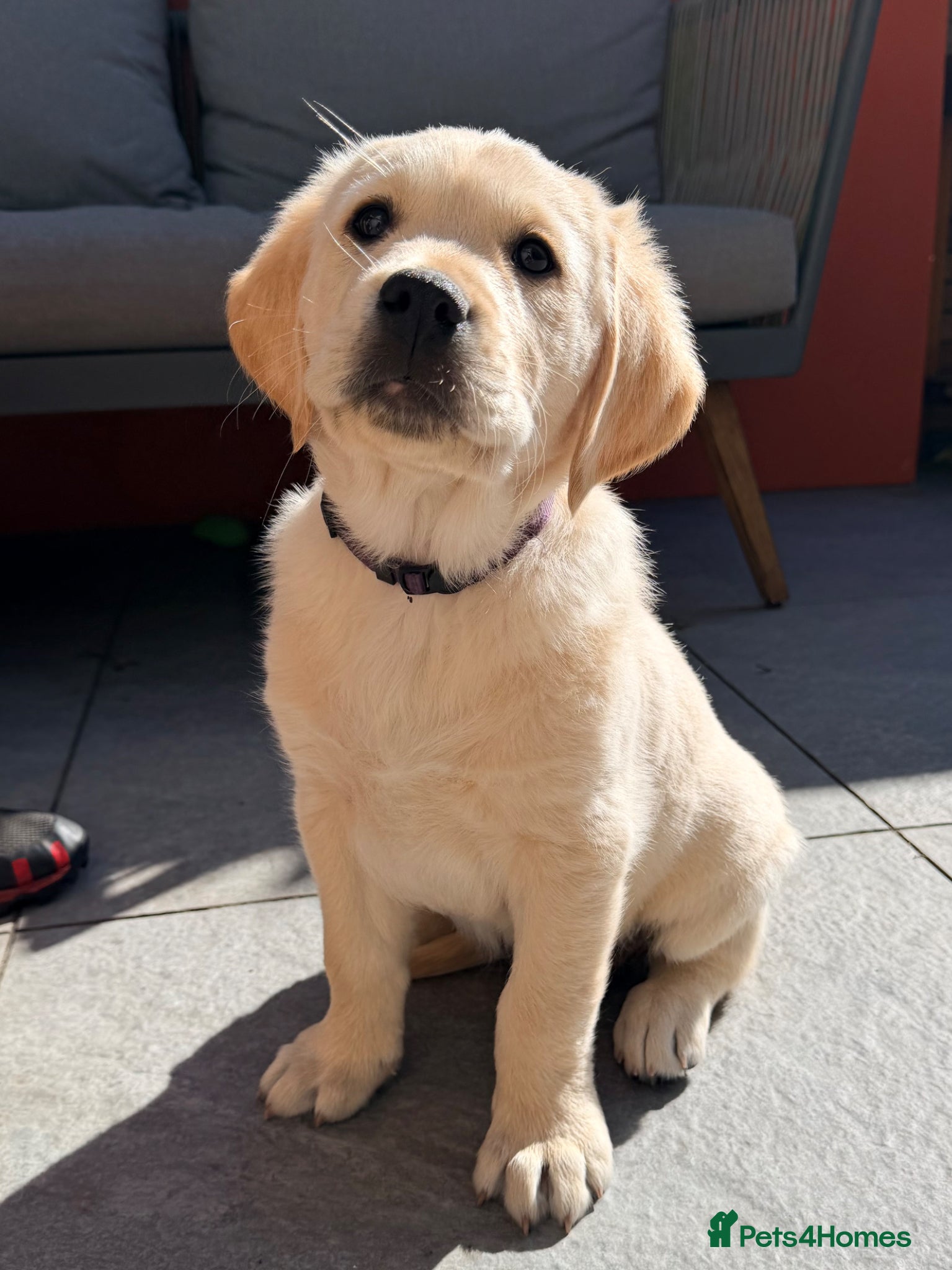 Goldador dogs Goldador - Golden Retriever x Labrador Retriever - Advert 2