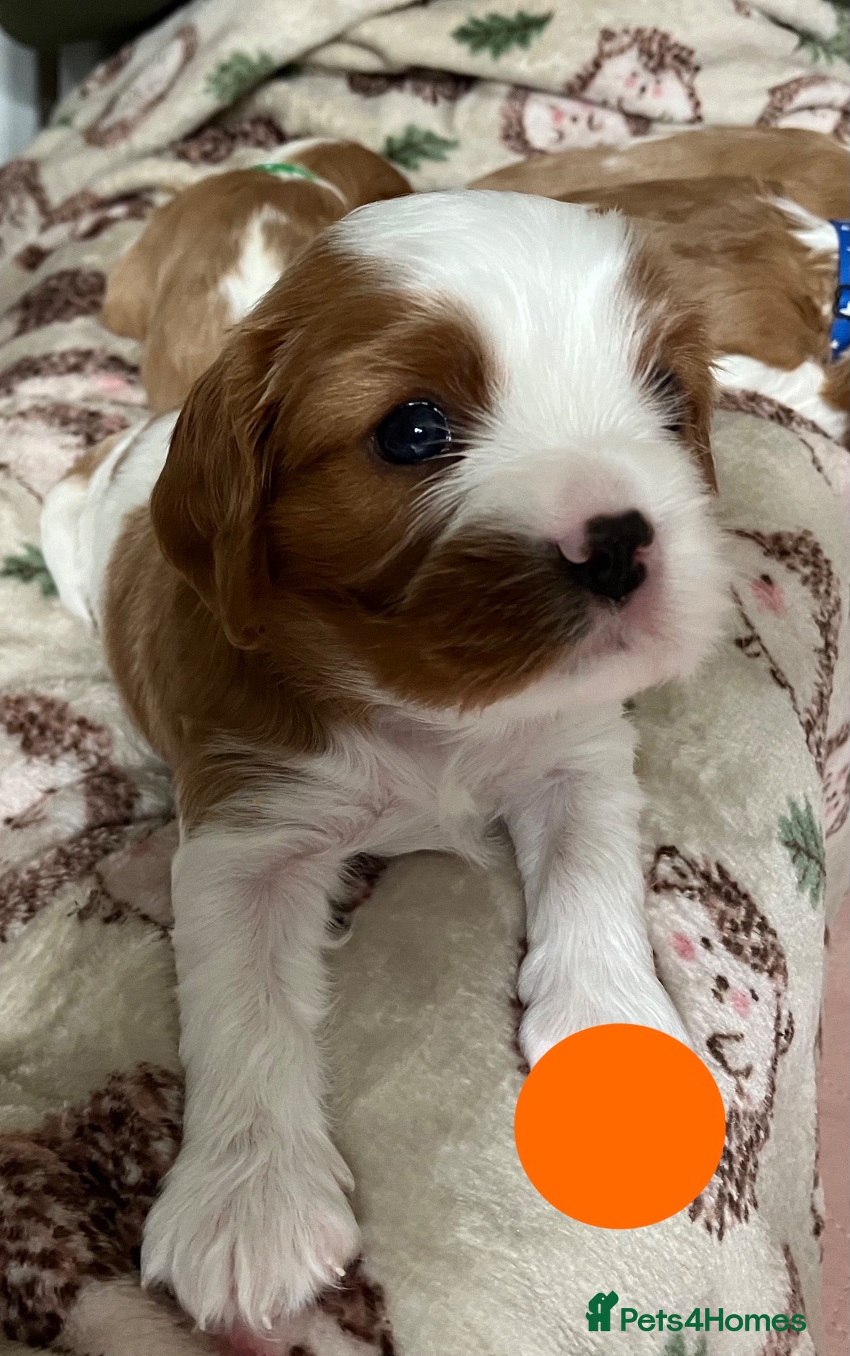 Cavalier King Charles Spaniel dogs KC Registered Puppies from Health Tested Parents  - Advert 2