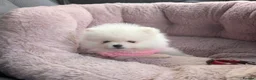 Pomeranian dogs for sale: Last little girl pomeranian puppy  - Advert 14