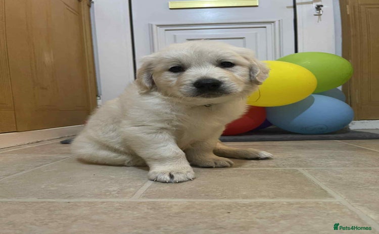Golden Retriever dogs - Advert 12