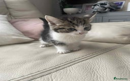 Mixed Breed cats for sale: Stunning tubby kittens - Image 2