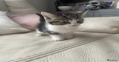 Mixed Breed cats - Advert 5