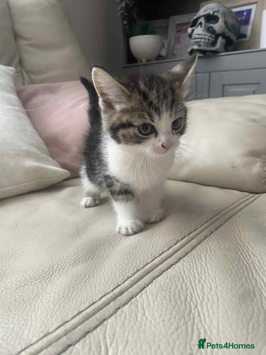 Mixed Breed cats for sale: Stunning tubby kittens - Image 2