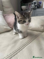 Mixed Breed cats - Advert 13