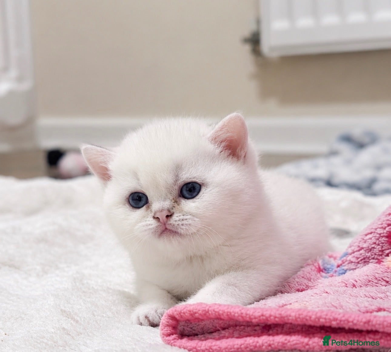 British Shorthair cats for sale: Silver British Shorthair kittens - Advert 1
