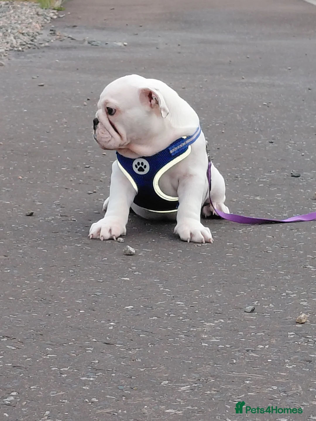 English Bulldog dogs for sale: English Bulldog Puppy  - Advert 2