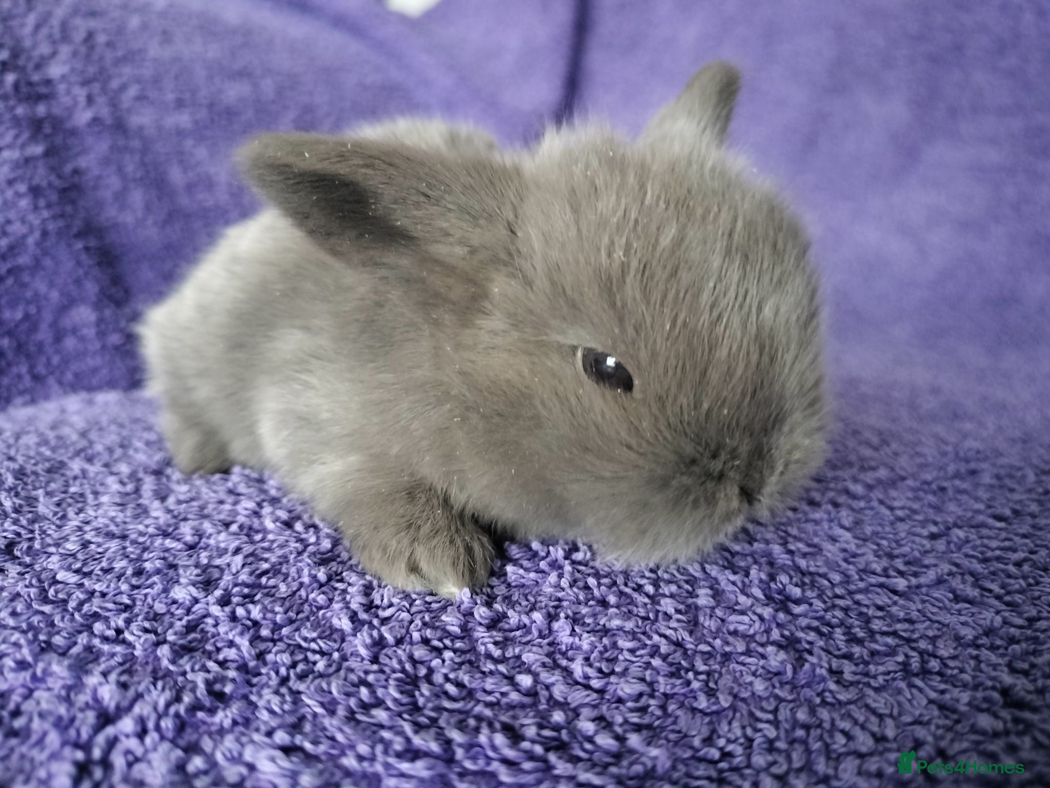 Mini Lop rabbits Baby mini lop rabbits for sale  - Advert 11