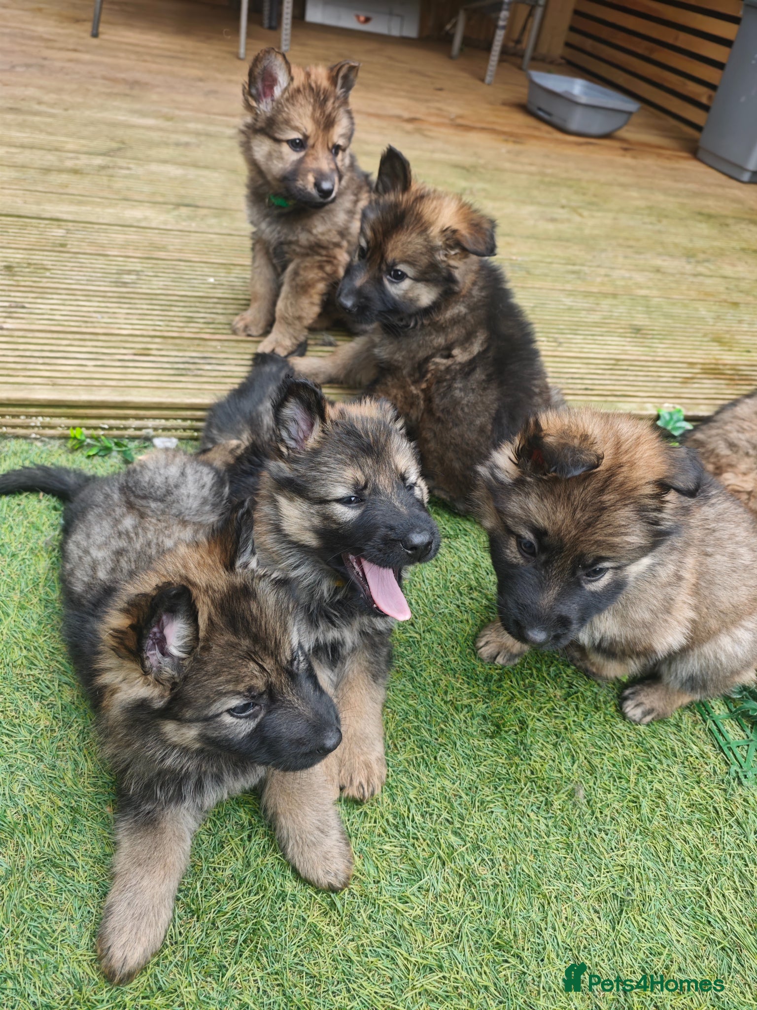 German Shepherd dogs for sale: 3 Purebred Pups XL Long-Hair GSD Girl Puppies - Advert 8