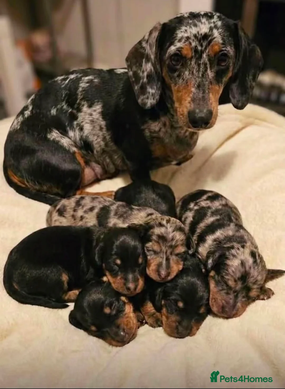 Miniature Dachshund dogs for sale: Miniature dachshunds  - Advert 1
