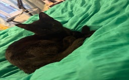 Domestic Shorthair cats for sale: Two lovely kittens for sale - Image 2