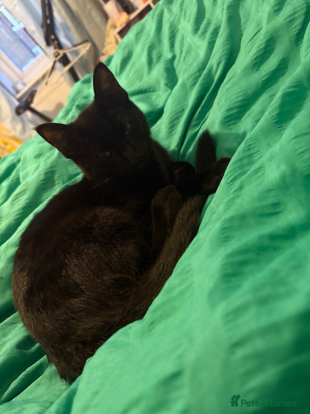 Domestic Shorthair cats for sale: Two lovely kittens for sale - Image 2