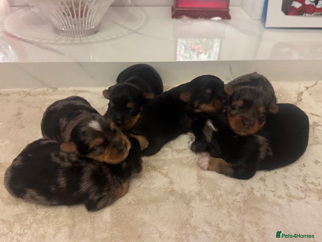 Yorkshire Terrier dogs for sale: Yorkshire terrier puppies  - Advert 11
