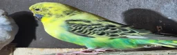 Budgerigars birds for sale: Female budgie  - Advert 1