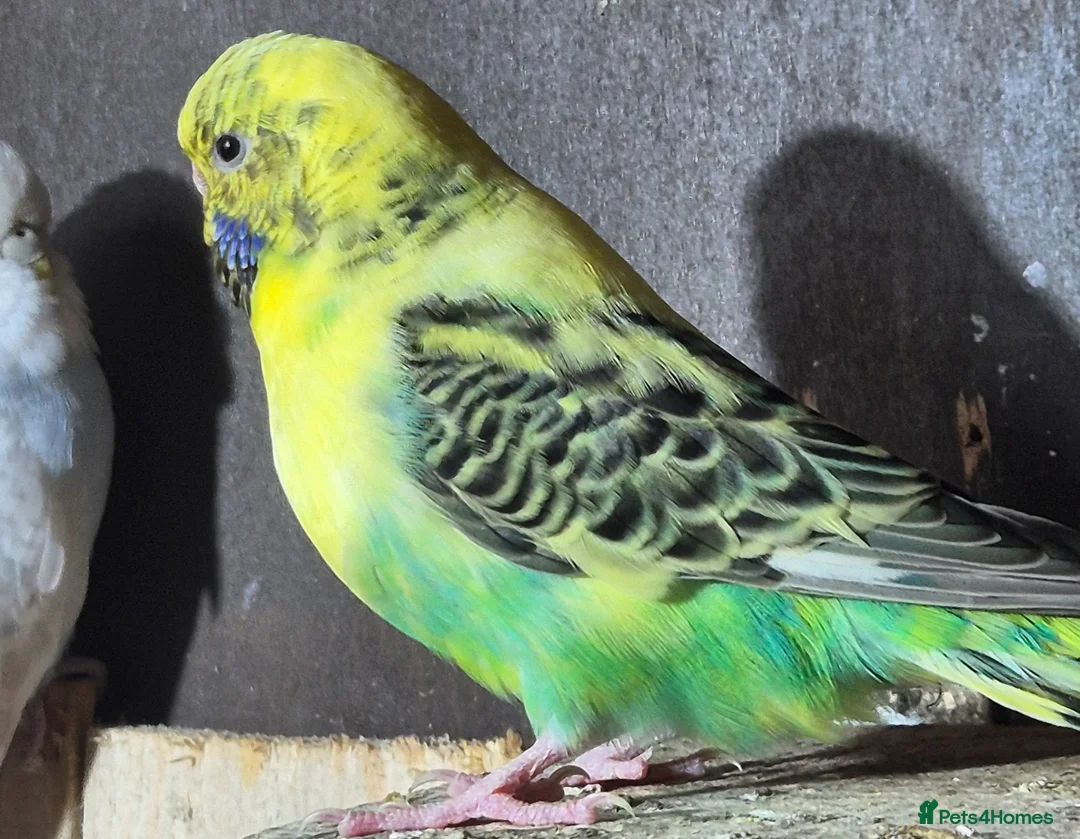 Budgerigars birds for sale: Female budgie  - Advert 1
