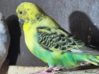 Budgerigars birds Female budgie - Advert 1