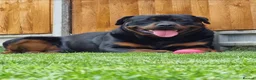 Rottweiler dogs for sale: Beautiful KC Rottweiler puppies. 2 boys, 4 girls in Brierley Hill - Advert 8