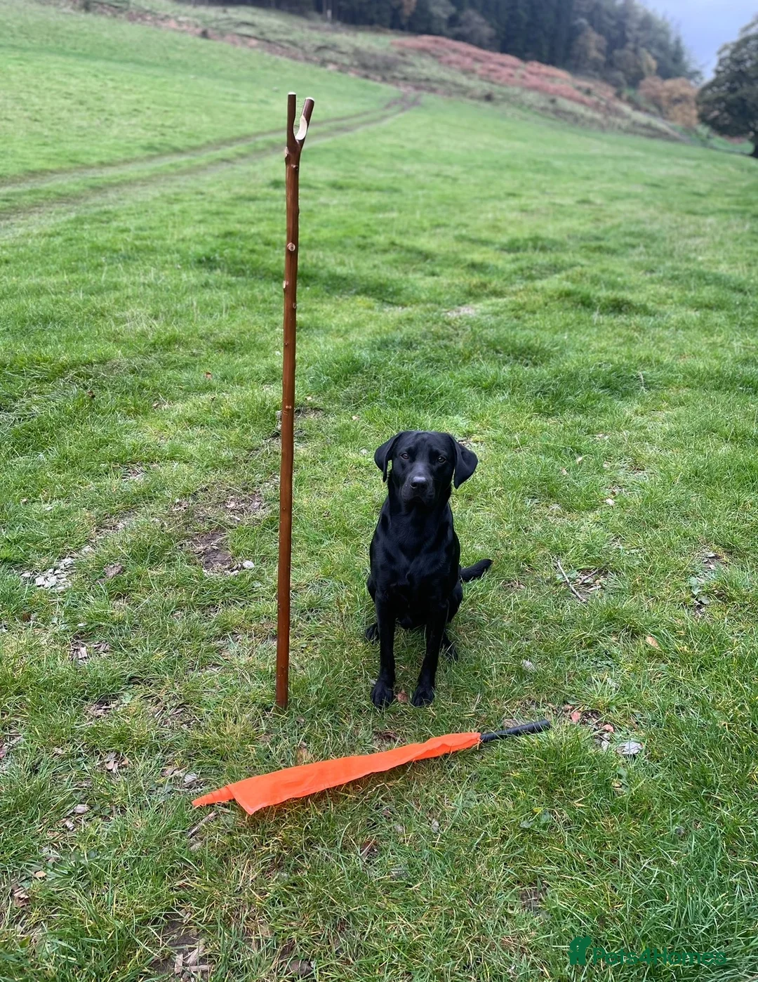 Labrador Retriever dogs for stud: KC REG LABRADOR for STUD  - Advert 6