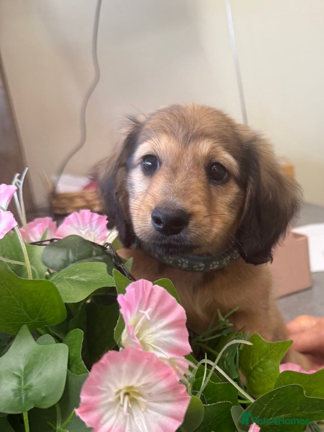 Miniature Dachshund dogs for sale: 2 Male ready to leave Miniature Dachshund  - Image 4