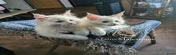 Maine Coon cats for sale: Pedigree Cute Mainecoon Kittens TICA Registered  - Advert 7