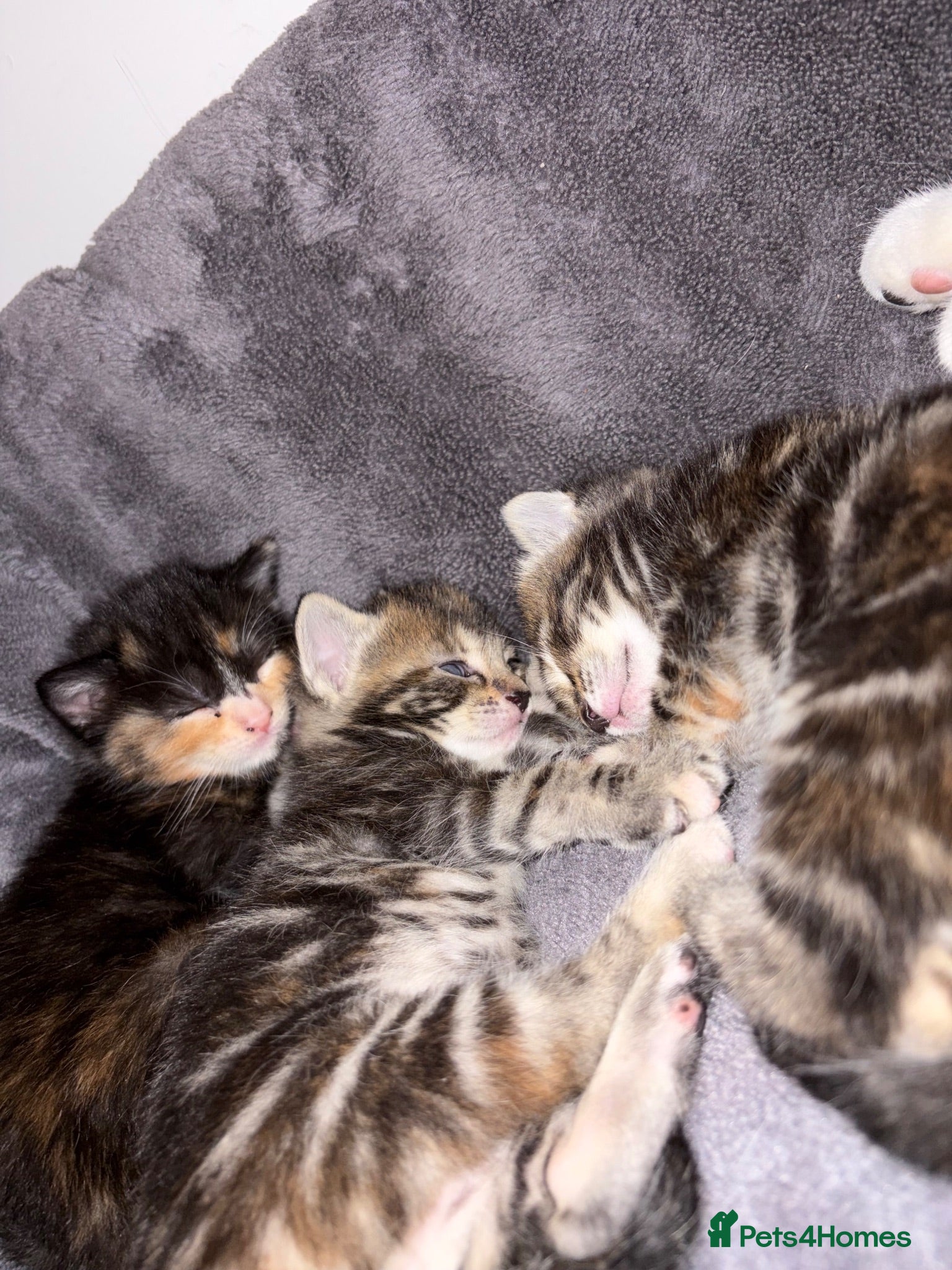 Mixed Breed cats Four Gorgeous Kittens  - Advert 1