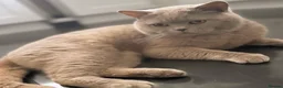 British Shorthair cats for sale: Stunning British Short Hair Kittens  - Advert 5