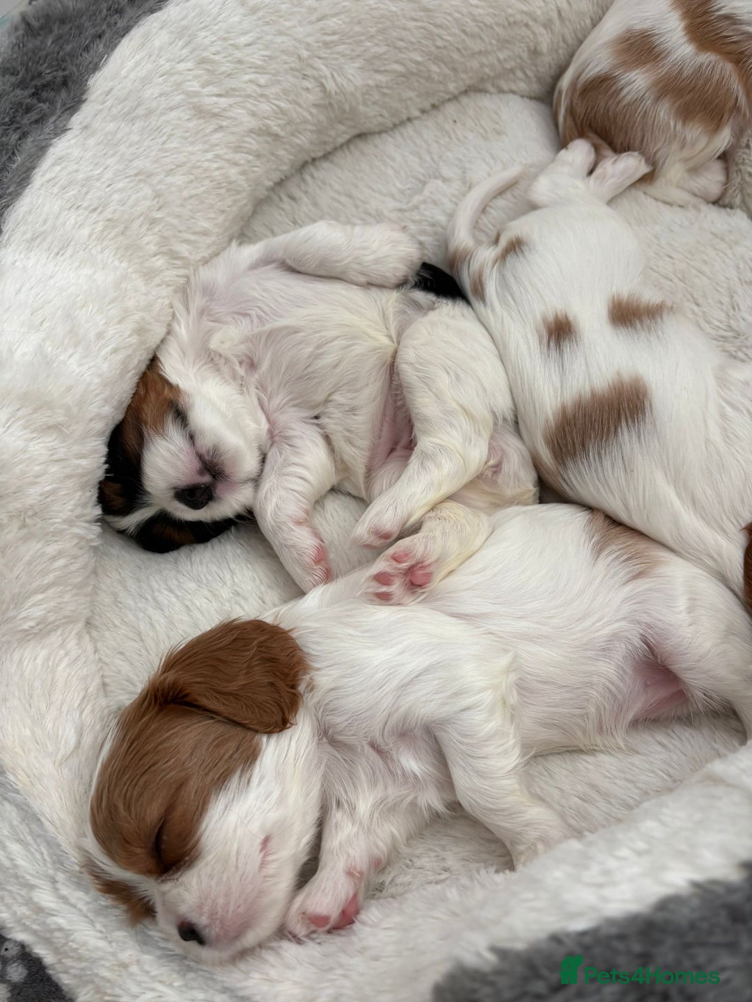Cavalier King Charles Spaniel dogs for sale: Beautiful Blenheim King Charles spaniel pups    - Advert 11