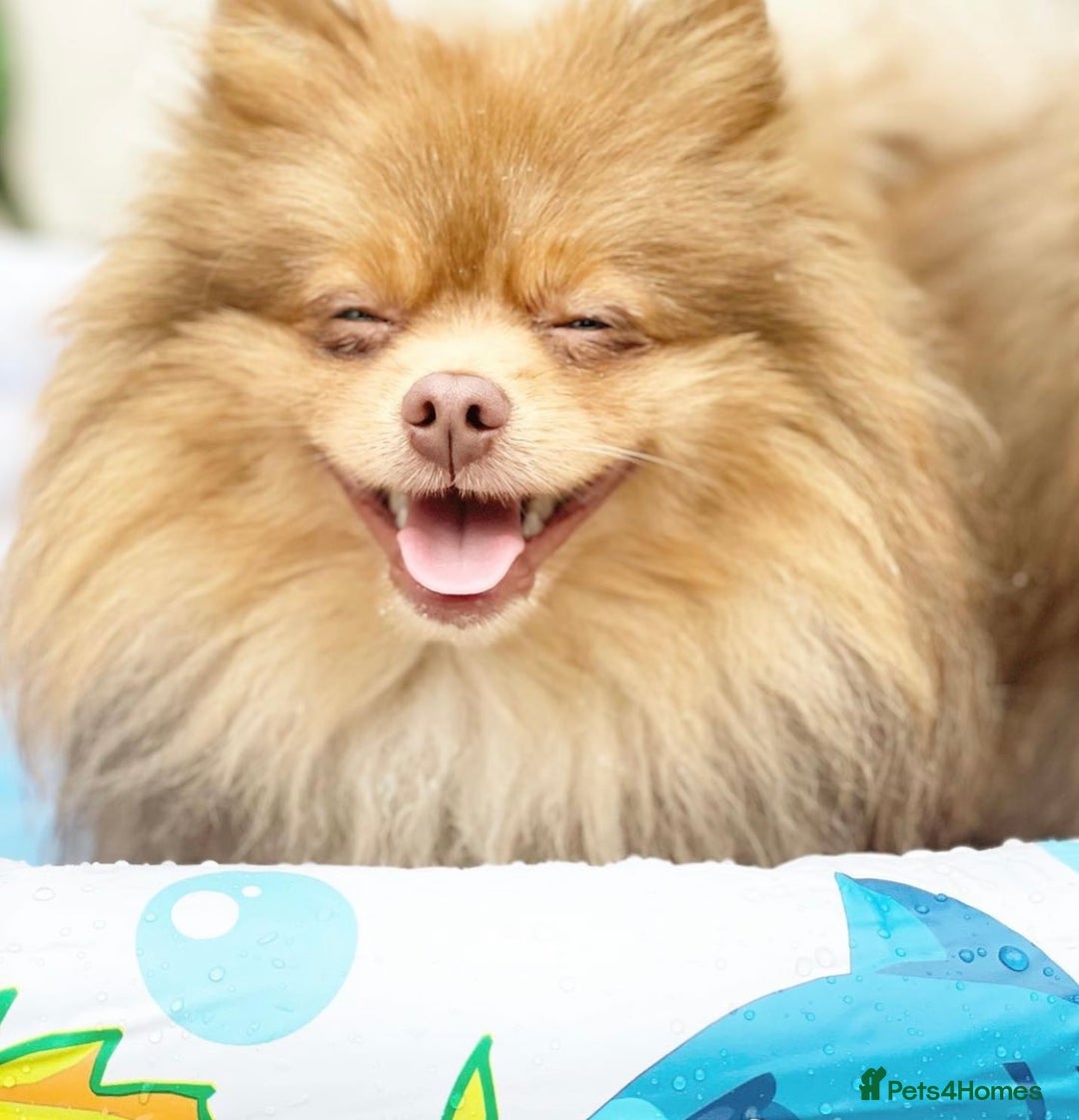 Pomeranian dogs for stud: Cobee (PROVEN)  ( STUD ONLY ) (PRODUCING MERLES)   in Liverpool - Advert 11