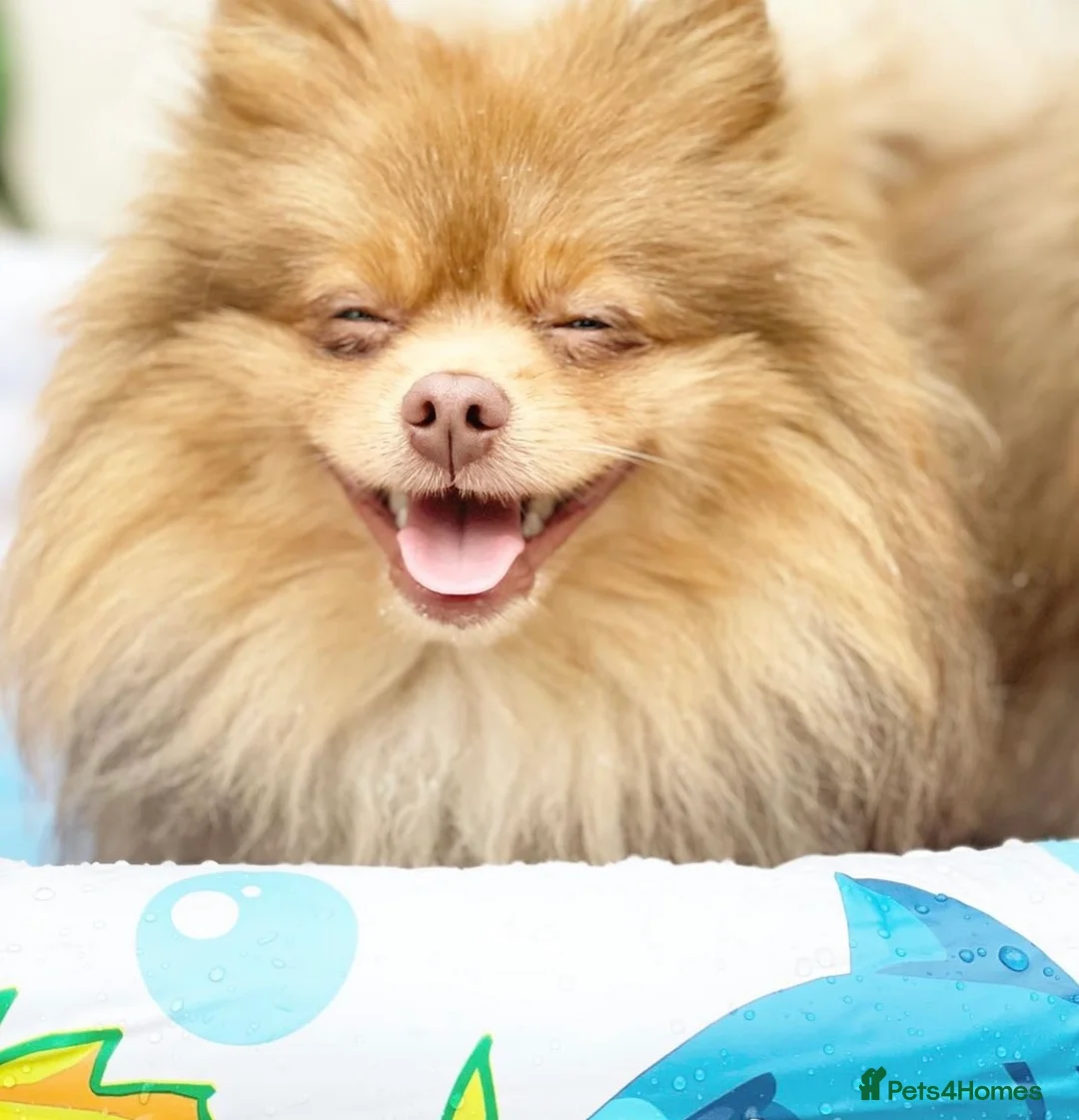 Pomeranian dogs for stud: Cobee (PROVEN)  ( STUD ONLY ) (PRODUCING MERLES)   in Liverpool - Advert 11