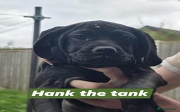Mixed Breed dogs for sale: Cocakpug - Image 5