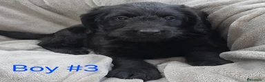Labradoodle 3