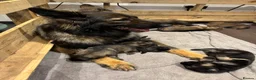 German Shepherd dogs for sale: Long haired German Shepard puppies  - Advert 2