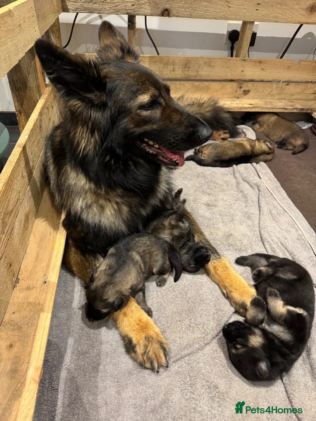 German Shepherd dogs for sale: Long haired German Shepard puppies  - Advert 2