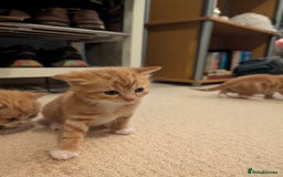 British Shorthair cats for sale: Kittens from loving country cottage home - Image 17