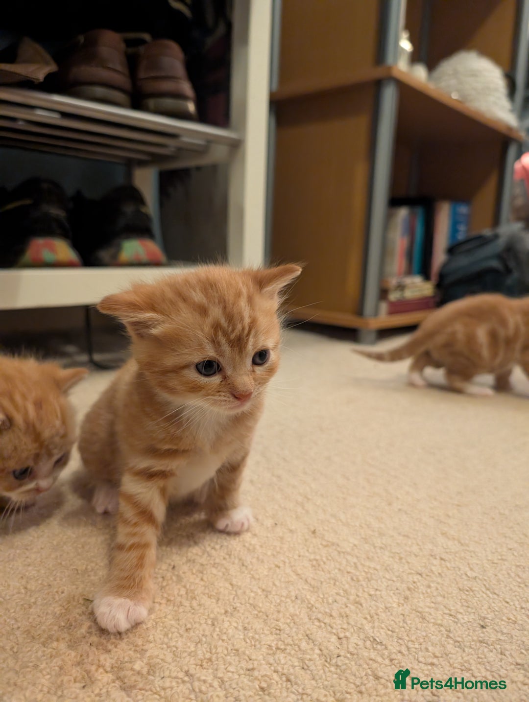 British Shorthair cats for sale: Kittens from loving country cottage home - Image 17