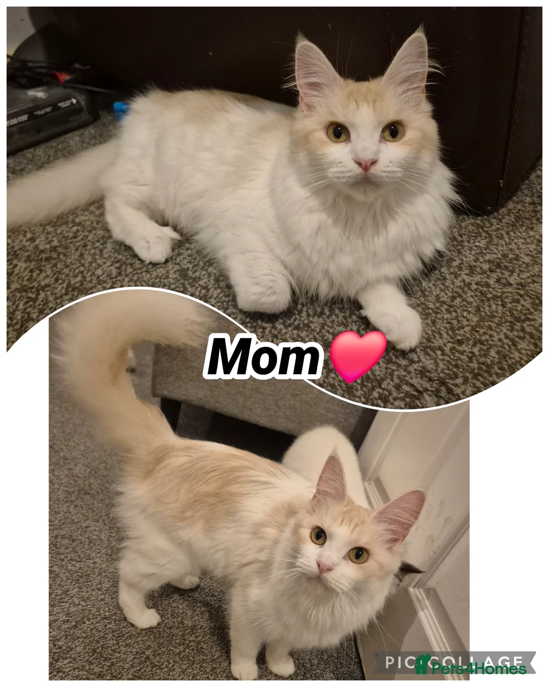 Mixed Breed cats for sale: Maine coon X BSH Kittens in Droitwich - Advert 1