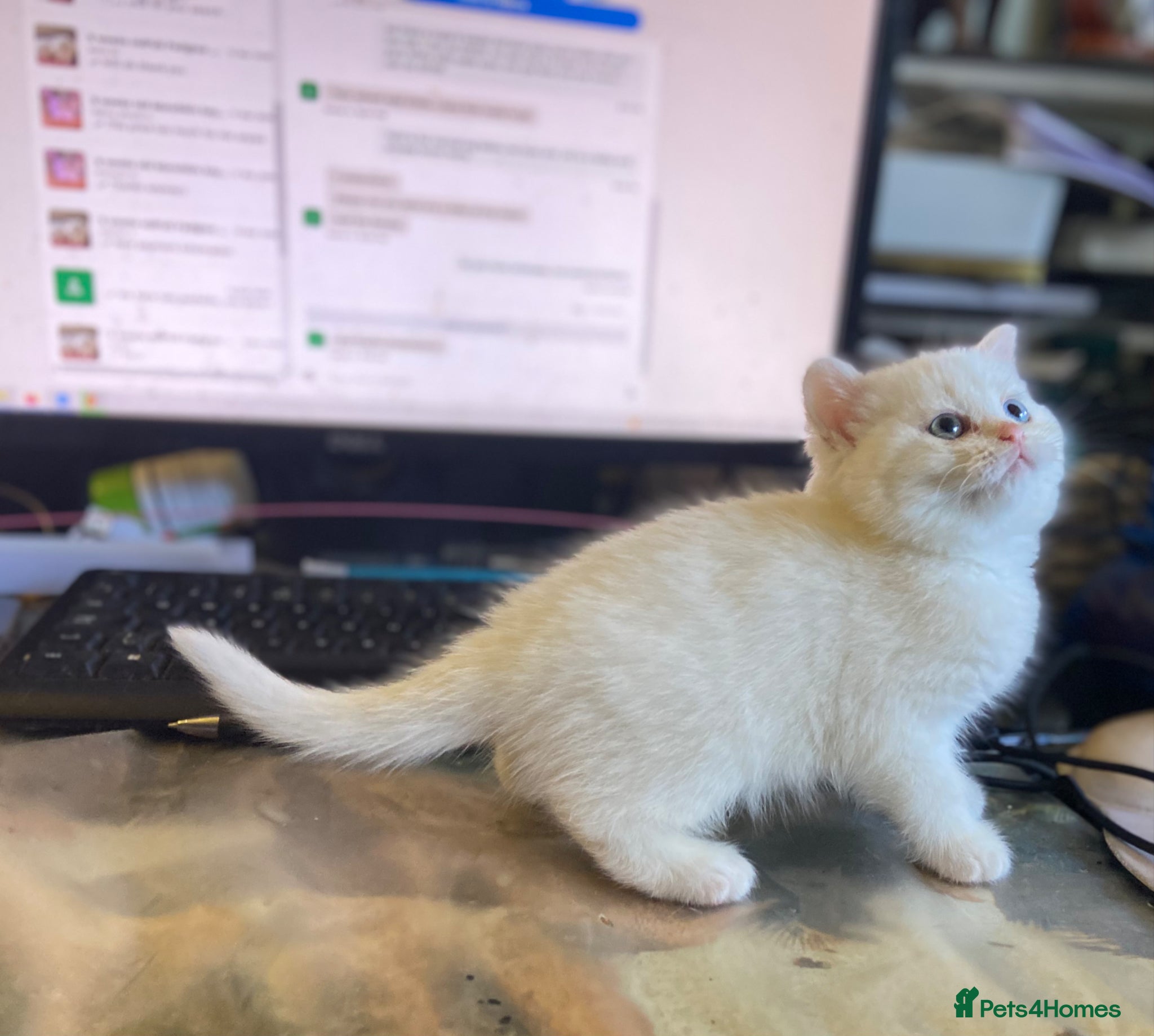 Munchkin cats 8 weeks oldFull Pedigree Munchkin kittens  - Advert 1