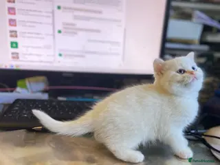 Munchkin cats 8 weeks oldFull Pedigree Munchkin kittens - Advert 1