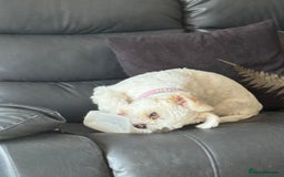 Mixed Breed dogs for sale: Little Diva!  - Image 4